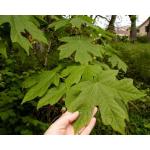 3_bigleaf_maple_leaves.jpg